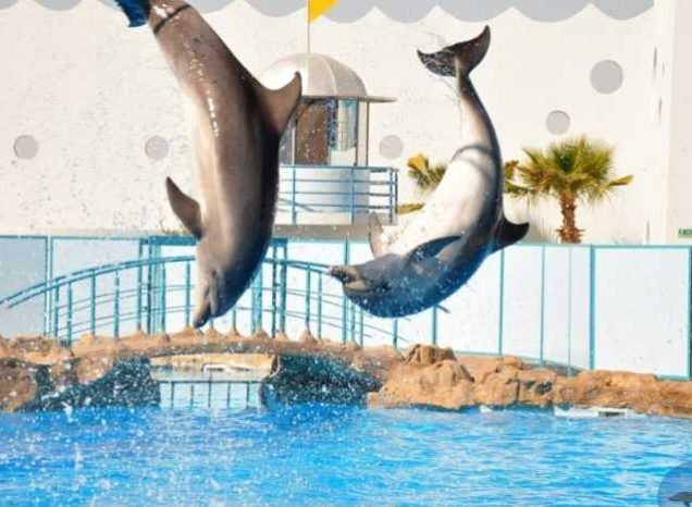 Dolphin Show in Sharm El Sheikh