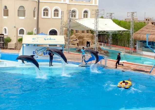 Dolphin Show in Sharm El Sheikh (1)