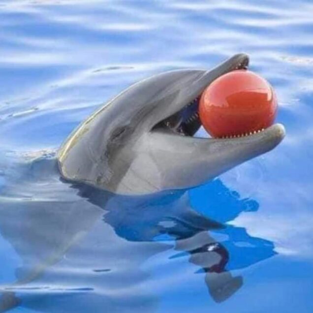 Dolphin Show in Sharm El Sheikh (2)