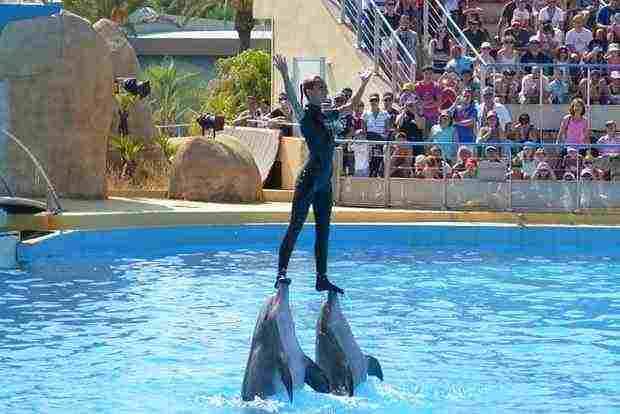 Dolphin Show in Sharm El Sheikh (3)