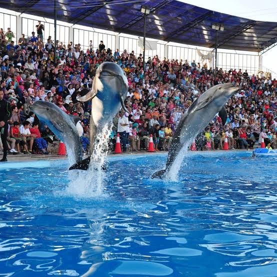 Dolphin Show in Sharm El Sheikh (4)