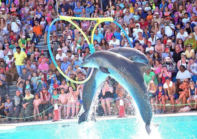 Dolphin Show in Sharm El Sheikh (5)