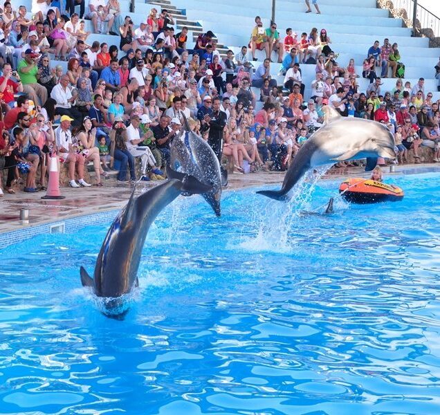 dolphin-show-in-sharm-el-sheikh.5e5e3b3031473-full