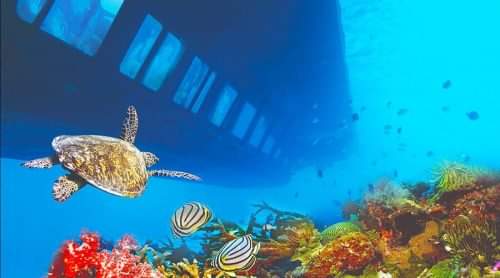 Semi Submarine Sharm El Sheikh (3)