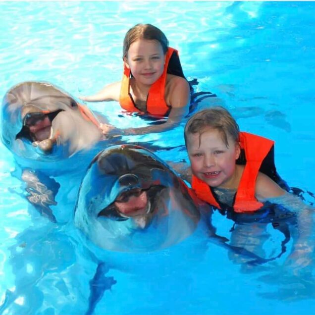 Swimming with Dolphins in Sharm el Sheikh (1)