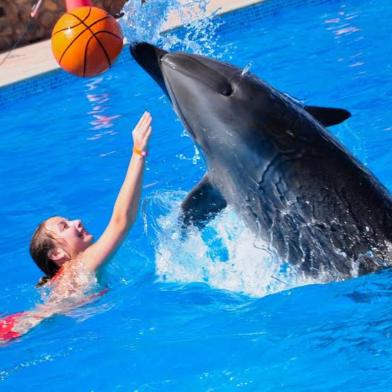Swimming with Dolphins in Sharm el Sheikh (2)