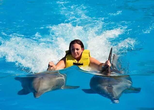 Swimming with Dolphins in Sharm el Sheikh (4)